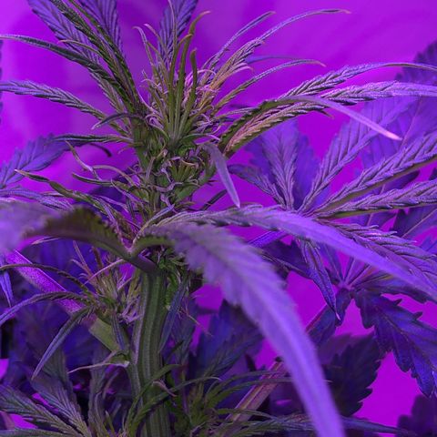 Red Congolese (auto) growlog timeline photo