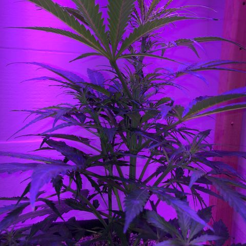 Red Congolese (auto) growlog timeline photo
