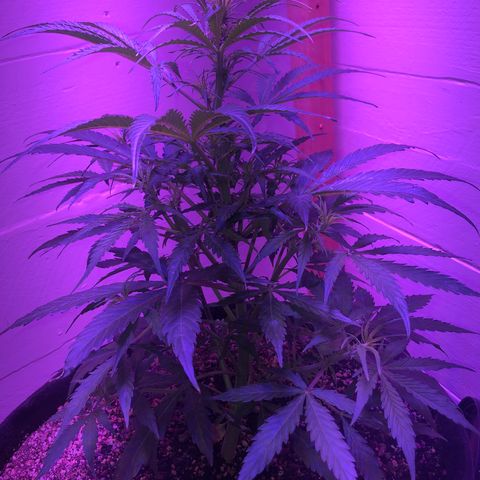 Red Congolese (auto) growlog timeline photo