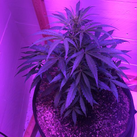 Red Congolese (auto) growlog timeline photo