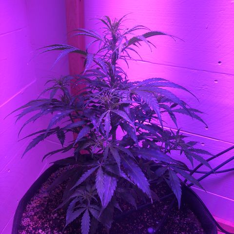 Red Congolese (auto) growlog timeline photo