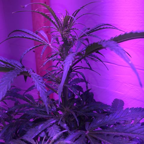 Red Congolese (auto) growlog timeline photo