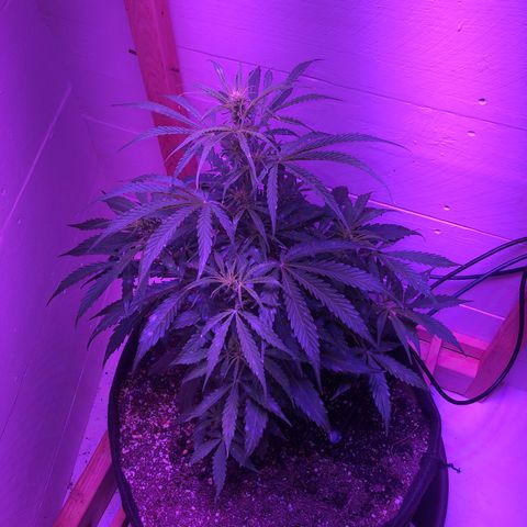 Red Congolese (auto) growlog timeline photo