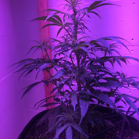 Red Congolese (auto) growlog timeline photo