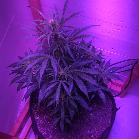 Red Congolese (auto) growlog timeline photo
