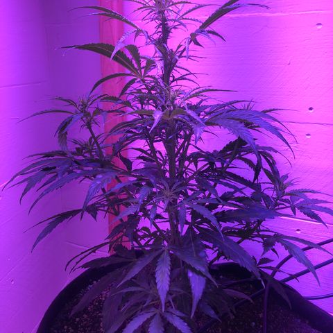Red Congolese (auto) growlog timeline photo