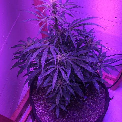 Red Congolese (auto) growlog timeline photo