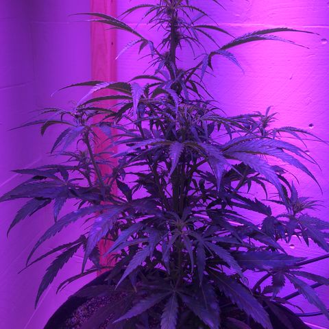 Red Congolese (auto) growlog timeline photo