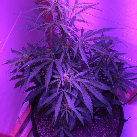 Red Congolese (auto) growlog timeline photo