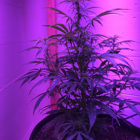 Red Congolese (auto) growlog timeline photo