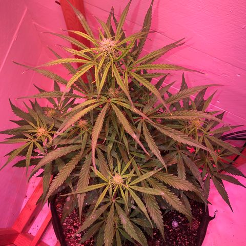 Red Congolese (auto) growlog timeline photo