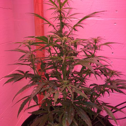 Red Congolese (auto) growlog timeline photo