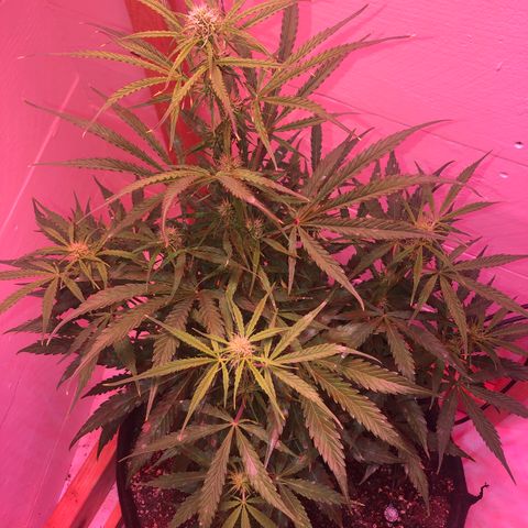 Red Congolese (auto) growlog timeline photo