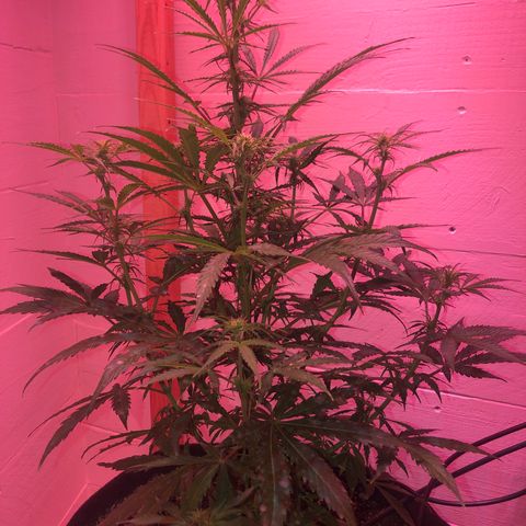 Red Congolese (auto) growlog timeline photo