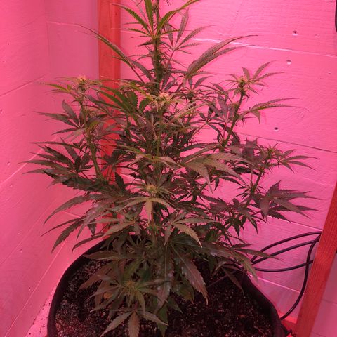 Red Congolese (auto) growlog timeline photo