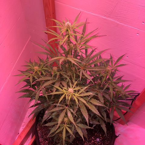 Red Congolese (auto) growlog timeline photo