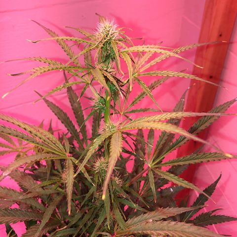 Red Congolese (auto) growlog timeline photo