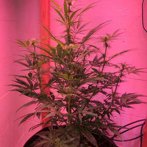 Red Congolese (auto) growlog timeline photo
