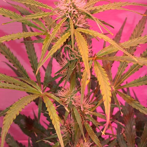 Red Congolese (auto) growlog timeline photo