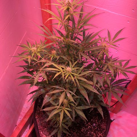 Red Congolese (auto) growlog timeline photo