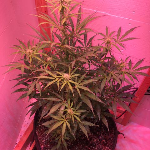 Red Congolese (auto) growlog timeline photo