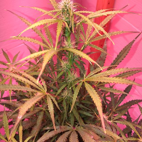 Red Congolese (auto) growlog timeline photo