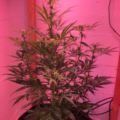 Red Congolese (auto) growlog timeline photo