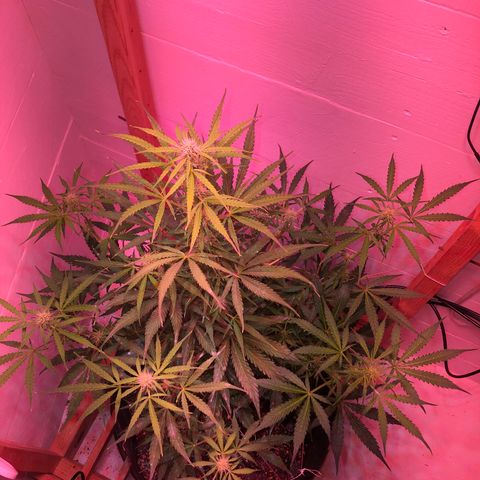 Red Congolese (auto) growlog timeline photo
