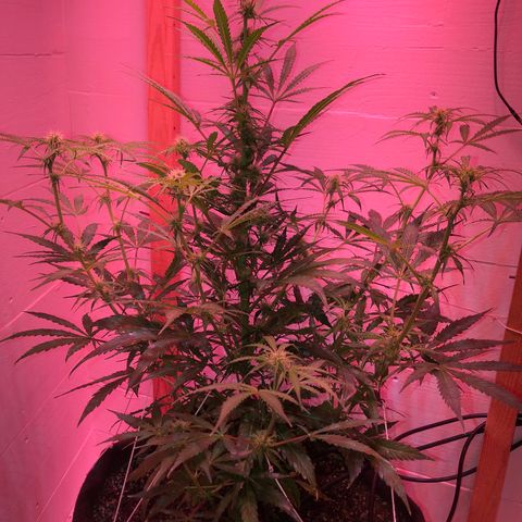Red Congolese (auto) growlog timeline photo
