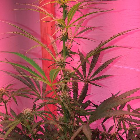 Red Congolese (auto) growlog timeline photo