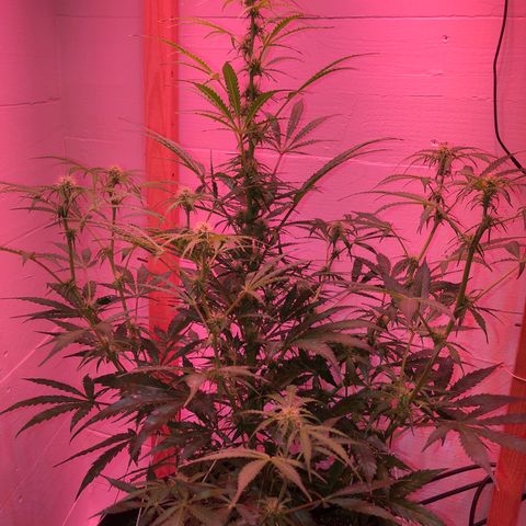 Red Congolese (auto) growlog timeline photo