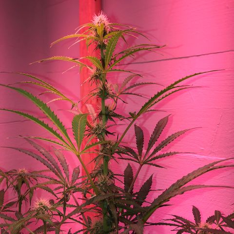 Red Congolese (auto) growlog timeline photo
