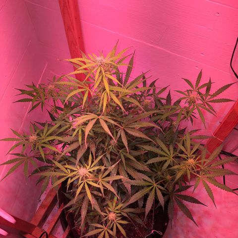 Red Congolese (auto) growlog timeline photo