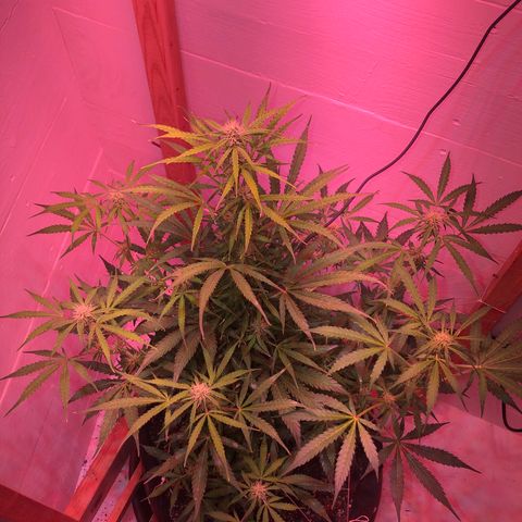 Red Congolese (auto) growlog timeline photo