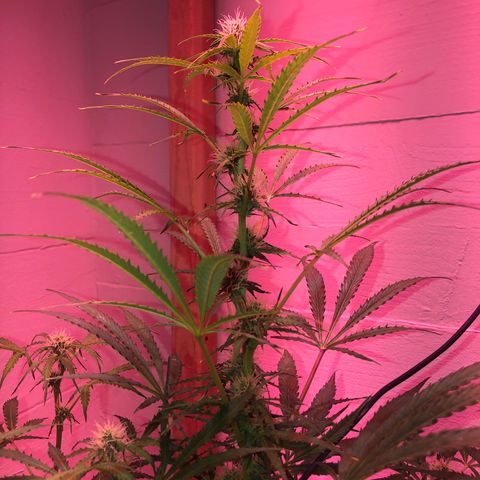 Red Congolese (auto) growlog timeline photo