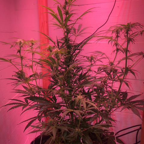 Red Congolese (auto) growlog timeline photo