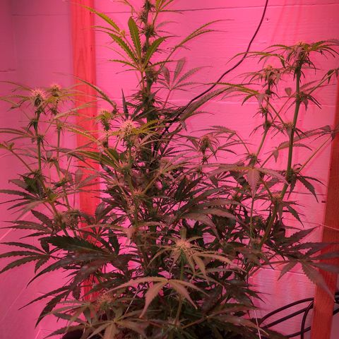 Red Congolese (auto) growlog timeline photo