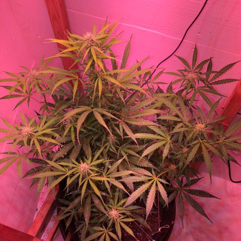 Red Congolese (auto) growlog timeline photo