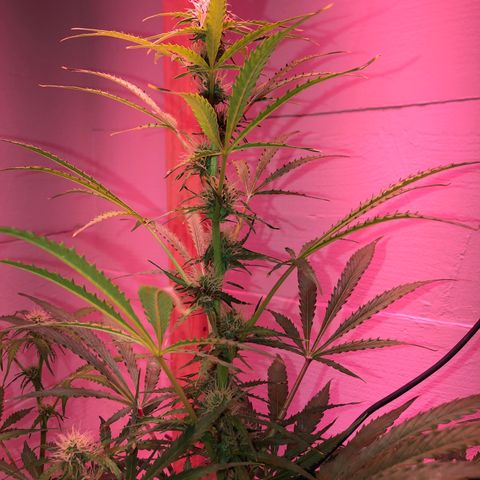 Red Congolese (auto) growlog timeline photo