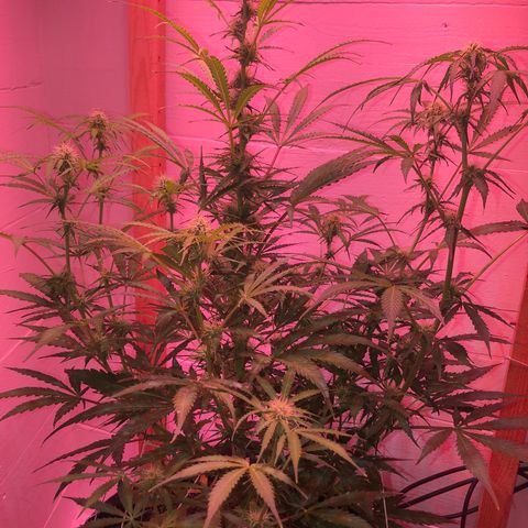 Red Congolese (auto) growlog timeline photo