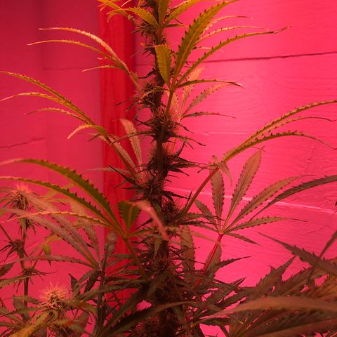 Red Congolese (auto) growlog timeline photo
