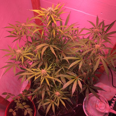 Red Congolese (auto) growlog timeline photo