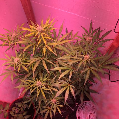 Red Congolese (auto) growlog timeline photo