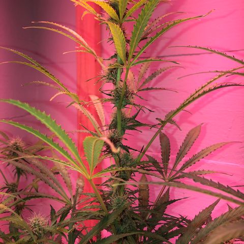 Red Congolese (auto) growlog timeline photo