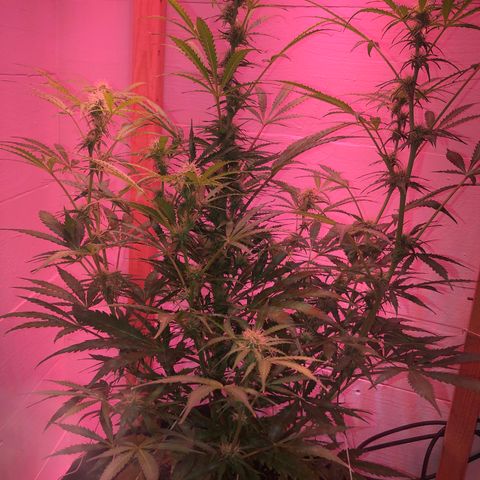 Red Congolese (auto) growlog timeline photo