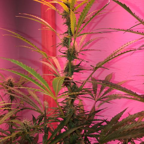 Red Congolese (auto) growlog timeline photo