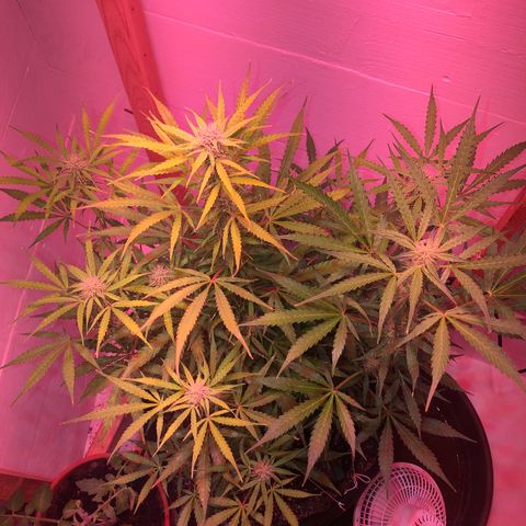 Red Congolese (auto) growlog timeline photo