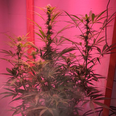Red Congolese (auto) growlog timeline photo