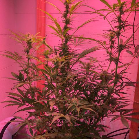 Red Congolese (auto) growlog timeline photo