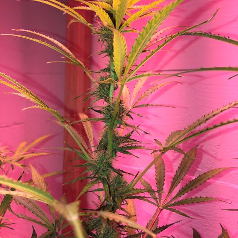 Red Congolese (auto) growlog timeline photo